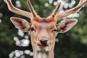 Deer Puns