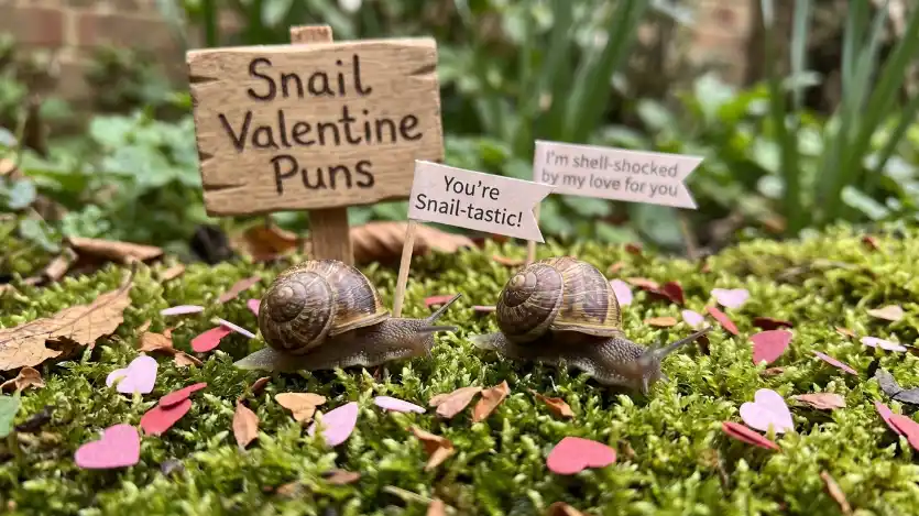 snail valentine pun image